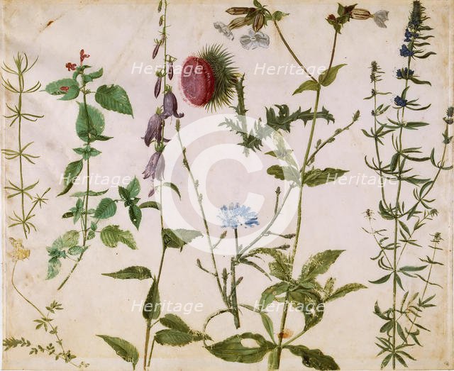 Eight Studies of Wild Flowers, ca 1515-1520. Creator: Dürer, Albrecht (1471-1528).