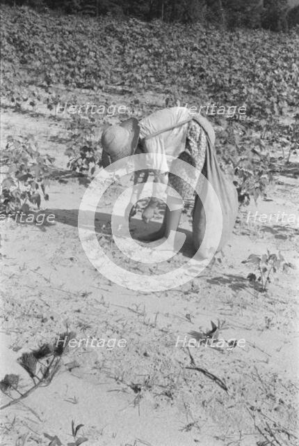 Lucille Burroughs picking cotton, Hale County, Alabama, 1936. Creator: Walker Evans.