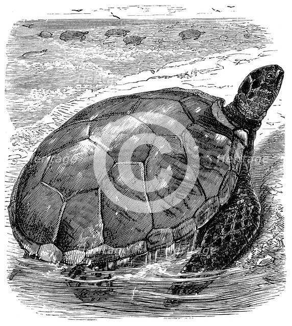 Green Turtle (Chelone mydas), c1890. Artist: Unknown