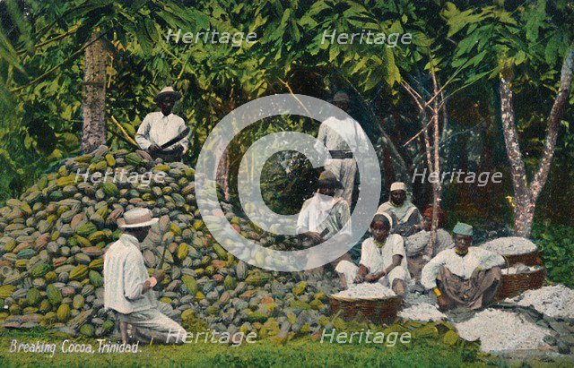 'Breaking Cocoa, Trinidad', early 20th century. Creator: Unknown.