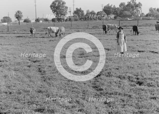This farm of twelve acres operated as a prune ranch, Tulare County, California, 1938. Creator: Dorothea Lange.