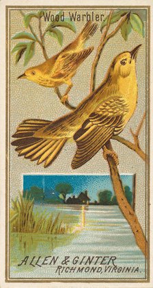 Wood Warbler, from the Birds of America series (N4) for Allen & Ginter Cigarettes Brands, 1888. Creator: Allen & Ginter.