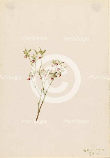 Grouse Whortleberry (Vaccinum scoparium), 1916. Creator: Mary Vaux Walcott.