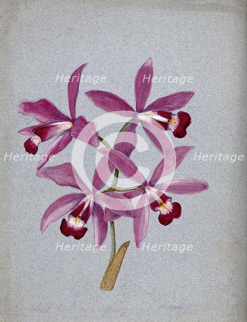 An orchid (?Laelia anceps): flowering stem. Creator: Unknown.