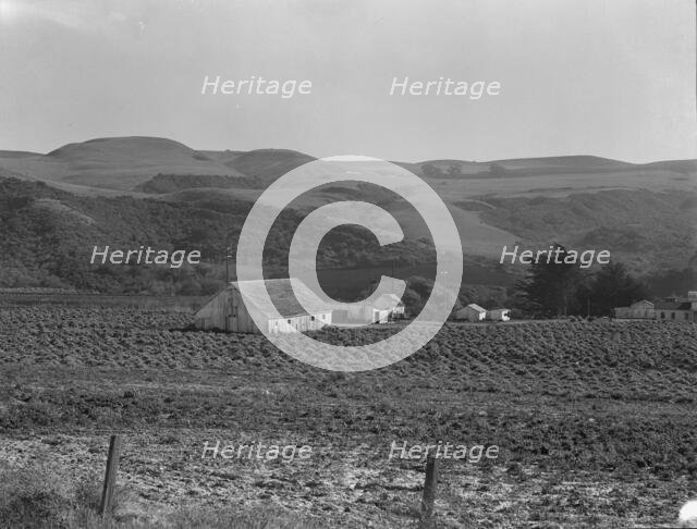 Artichoke ranch, near Half Moon Bay, California, November 14, 1938. Creator: Dorothea Lange.