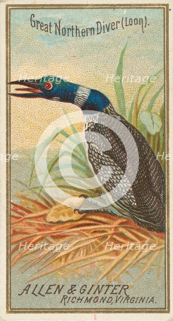 Great Northern Diver (Loon), from the Birds of America series (N4) for Allen & Ginter Ciga..., 1888. Creator: Allen & Ginter.