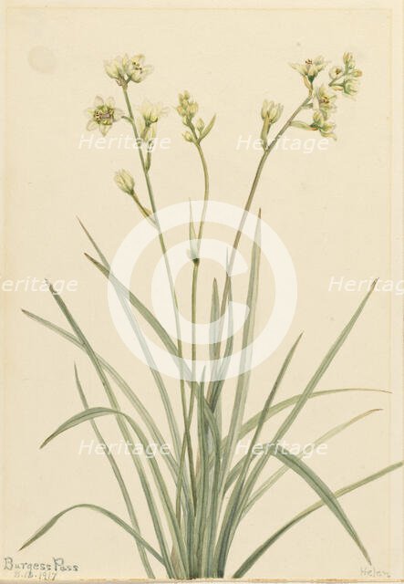 Deathcamas (Zygadenus elegans), 1917. Creator: Mary Vaux Walcott.