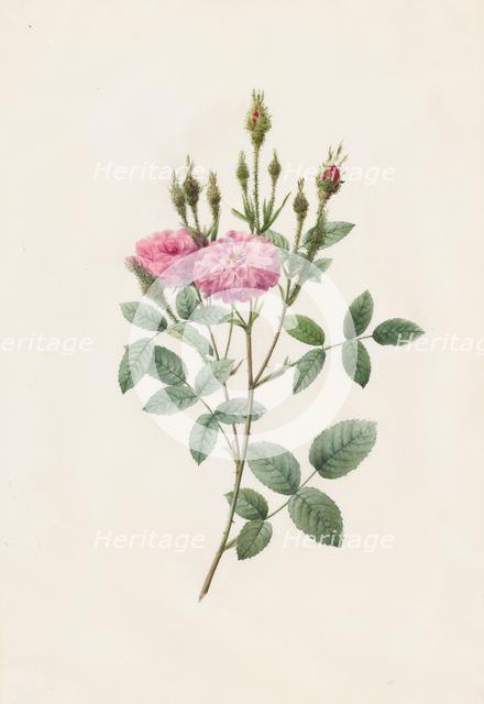 Rosa Pomponiana Muscosa, 1817-1824. Creator: Henry Joseph Redouté (French, 1766-1853).