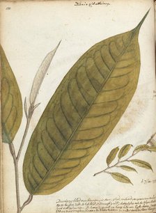 Durian leaf, 1785. Creator: Jan Brandes.