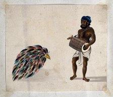 India: a drummer with an exotic bird, (between 1800 and 1899?). Creator: Unknown.