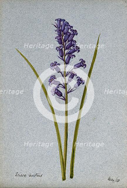 Bluebell (Hyacinthoides non-scripta): flowering stem, 1903. Creator: Unknown.