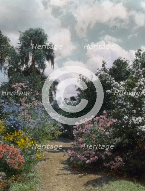 "Magnolia Plantation," 3550 Ashley River Road, Charleston, South Carolina, 1928. Creator: Frances Benjamin Johnston.