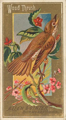 Wood Thrush, from the Birds of America series (N4) for Allen & Ginter Cigarettes Brands, 1888. Creator: Allen & Ginter.