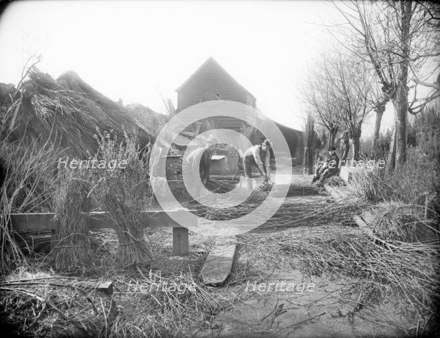 Preparing willow trees for basket making, Oxford, Oxfordshire, 1901. Artist: Henry Taunt