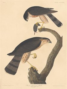 Sharp-shinned Hawk, 1837. Creator: Robert Havell.