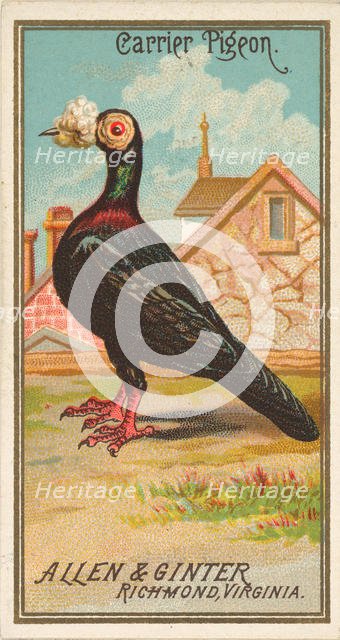 Carrier Pigeon, from the Birds of America series (N4) for Allen & Ginter Cigarettes Brands, 1888. Creator: Allen & Ginter.