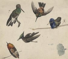 Hummingbirds, c1770-1810. Creator: Philip Reinagle.