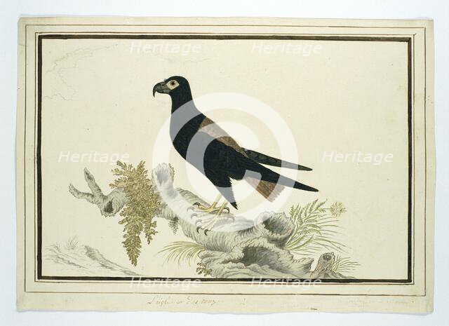 Terathopius ecaudatus (Batealeur), 1778. Creator: Robert Jacob Gordon.