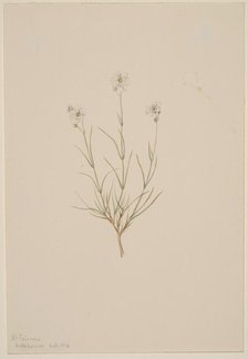 Arenaria formosa, 1904. Creator: Mary Vaux Walcott.
