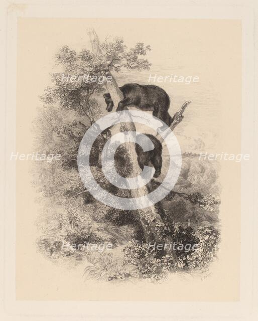 Deux Ours. Creator: Karl Bodmer.