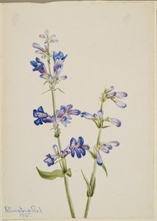 Blue Beard-Tongue (Pentstemon), 1915. Creator: Mary Vaux Walcott.