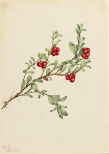Bearberry (Arctostaphylos uva-ursi), 1916. Creator: Mary Vaux Walcott.