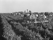 Carrot digger. Imperial Valley, California, 1939. Creator: Dorothea Lange.
