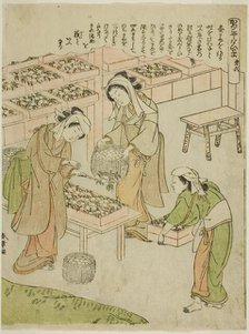 Plate 6 (Examining the Newly Spun Cocoons), from the series "Kaiko Yashinai-gusa", Japan, c. 1772. Creator: Shunsho.