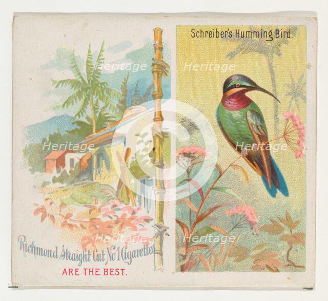 Schreiber's Hummingbird, from Birds of the Tropics series (N38) for Allen & Ginter Cigaret..., 1889. Creator: Allen & Ginter.