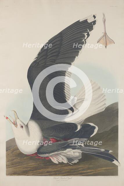 Black-Backed Gull, 1835. Creator: Robert Havell.