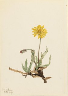 Woolly Agoseris (Agoseris villosa), 1919. Creator: Mary Vaux Walcott.