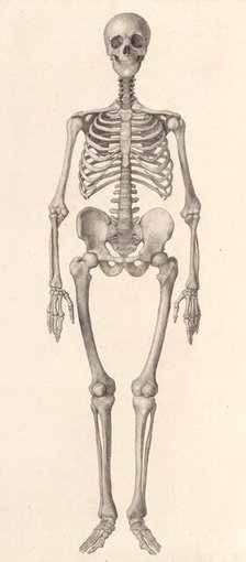 Human Skeleton:  frontal view (A comparative anatomical exposition of the human body..., 1804-06. Creator: George Stubbs.