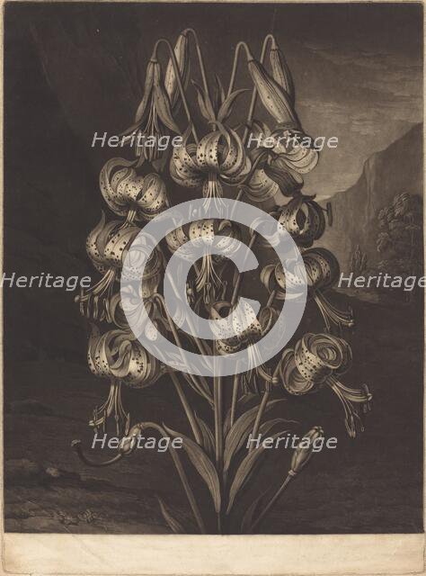 The Superb Lily, 1799. Creator: William Ward.