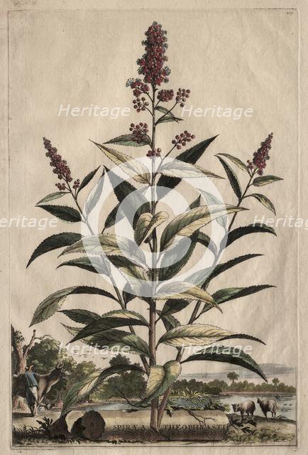 Phytographia Curiosa: Spiraea Theophrasti. Creator: Abraham Munting (Dutch, 1626-1683).