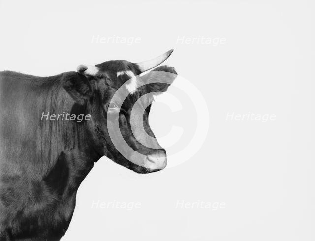 Head of cow, between 1890 and 1901. Creator: Unknown.