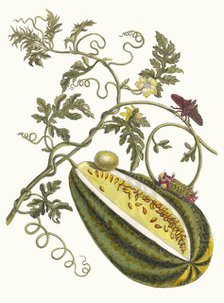 Melon d'Eau. From the Book Metamorphosis insectorum Surinamensium, 1705. Creator: Merian, Maria Sibylla (1647-1717).
