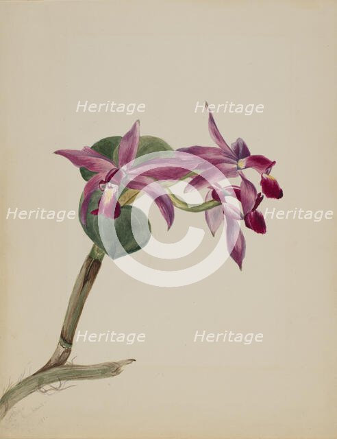 Cattlaya superbus, 1881. Creator: Mary Vaux Walcott.