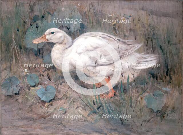 A White Duck. Creator: Edwin Alexander.