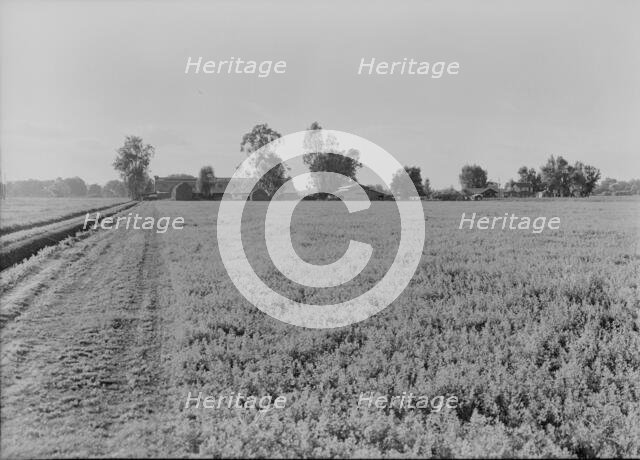Barns of the old Mineral King Ranch seen across alfalfa field, Tulare County, California, 1938. Creator: Dorothea Lange.