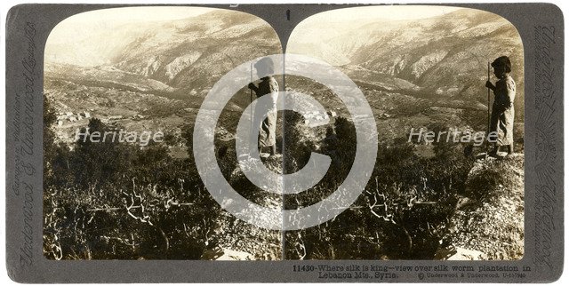 A silkworm plantation in the Lebanon mountains, Syria, 1900s.Artist: Underwood & Underwood