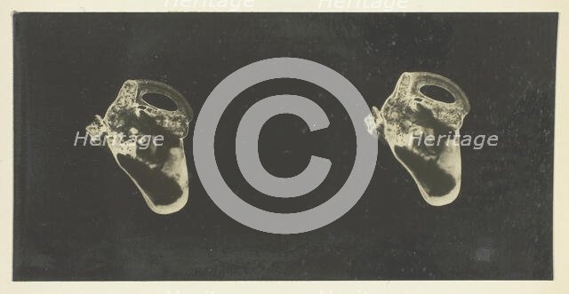 The Labyrinth of Animals; Including Mammals, Birds, Reptiles, & Amphibians - Vol. II, 1900/08. Creator: Unknown.