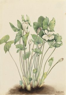 Twinleaf (Jeffersonia diphylla), 1919. Creator: Mary Vaux Walcott.