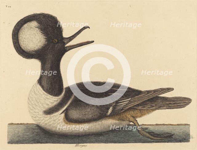 The Round Crested Duck (Mergus cucullatus), published 1731-1743. Creator: Mark Catesby.