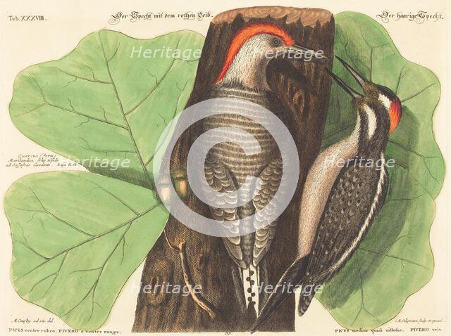 The Red Bellied Woodpecker (Picus Carolinus), probably 1743/1762. Creator: Johann Michael Seligmann.
