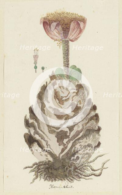 Haemanthus coccineus L. (Blood flower), 1777-1786. Creator: Robert Jacob Gordon.