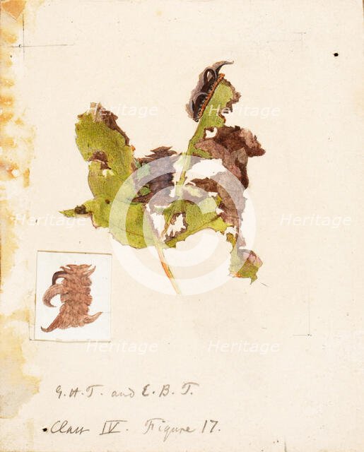 Crumpled Leaf Caterpillar..., late 19th-early 20th century. Creator: Emma Beach Thayer.