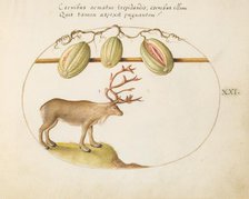 Animalia Qvadrvpedia et Reptilia (Terra): Plate XXI, c. 1575/1580. Creator: Joris Hoefnagel.