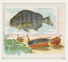 Sheepshead, from Fish from American Waters series (N39) for Allen & Ginter Cigarettes, 1889. Creator: Allen & Ginter.