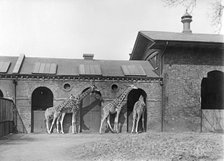 Giraffe House, Zoological Gardens, Regent's Park, London, 1912. Artist: Rupert Potter.