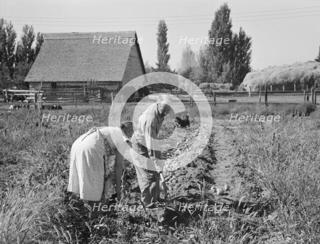 Couple digging their sweet potatoes in the fall, Irrigon, Morrow County, Oregon, 1939. Creator: Dorothea Lange.